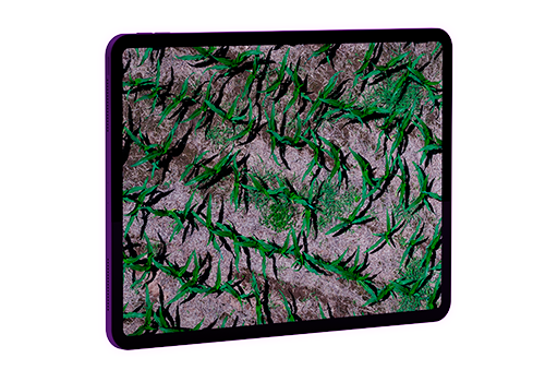 Cobertura de malezas